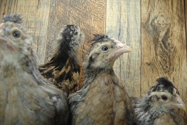 4 Pullet Chicks Week 4